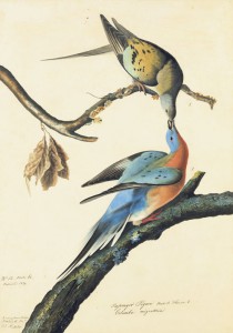 Passenger Pigeon Audubon .jpg