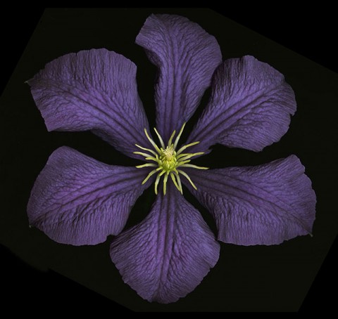 Edge_2013_Flower